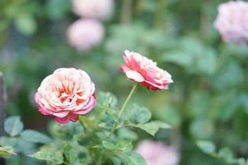 Pink roses. A beautiful pink rose in the flower garden with soft focus and shallow depth of field.