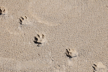 Fototapeta na wymiar trace of a dog's paw on the sand with free space for text