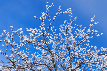 Snow and frost covered tree branches against blue sky.