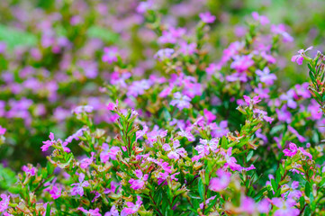 False heather, Elfin herb or Cuphea hyssopifola flowers. Macro, selective focus