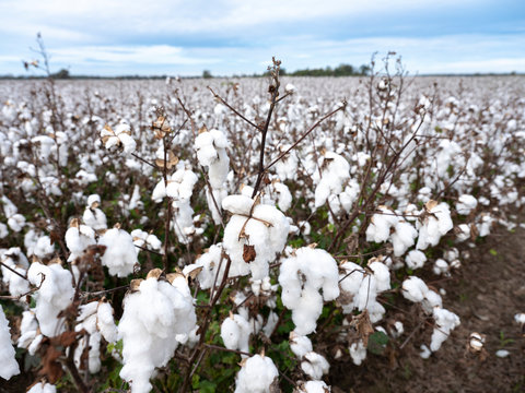 Cotton ready for harvest.