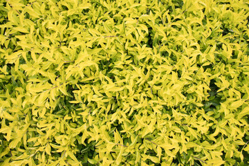 a lot of little green leaves background