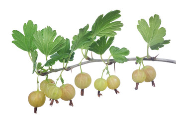 isolated ight gooseberry branch