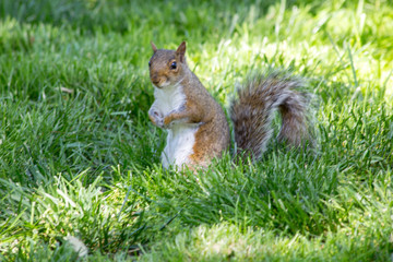 squirrel eating nut