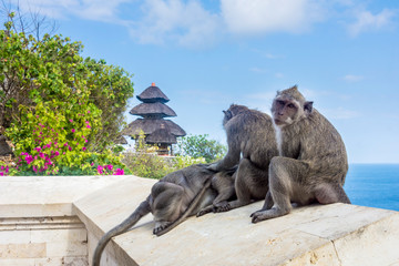 Playful monkeys at the Uluwatu Temple in Bali, Indonesia