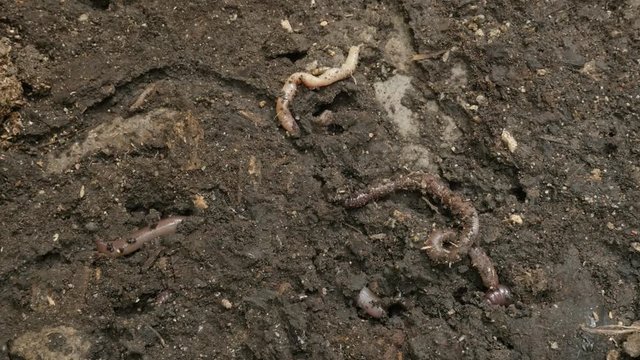 Lumbricus terrestris earth worm hides in the soil 4K footage