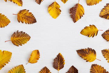 Autumn composition of leaves on a white background. Concept copy space.