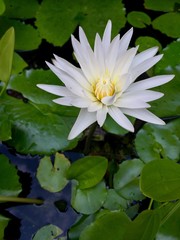 pink water lily in pond
