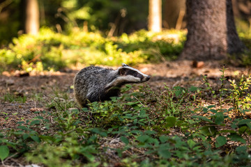Badger in forest, animal in nature habitat, Germany, Europe. Wild Badger, Meles meles, animal in the wood. Mammal in environment, rainy day.