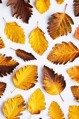 Autumn composition of leaves on a white background. Concept copy space.