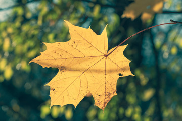 Yellow maple leaf in autumn season