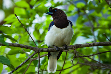 The curl-crested jay (Cyanocorax cristatellus), a jay from South America, clean your feathers. Brazil, Natural habitat wildlife.