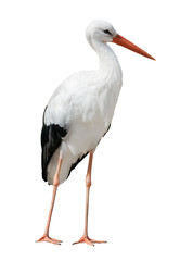 isolated on white stork - obrazy, fototapety, plakaty