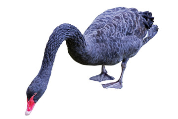 zwarte zwaan met lange nek