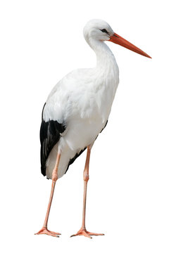 Stork Images – Browse 171,429 Stock Photos, Vectors, and Video | Adobe ...