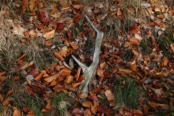 Holz im Laub