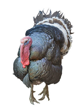 large turkey male on white
