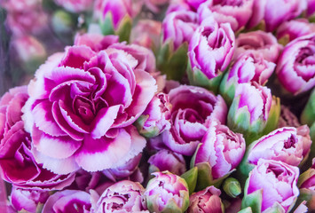 Purple canations spray flower is blooming in bouquet at flower market,celebration,background,violet
