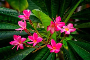 Pink and Yellow Plumeria