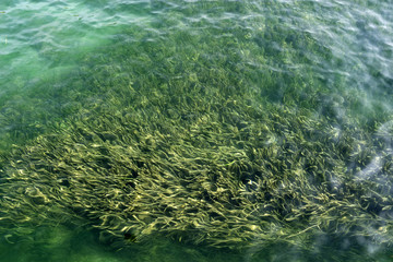 Fototapeta na wymiar Underwater life - water plants background