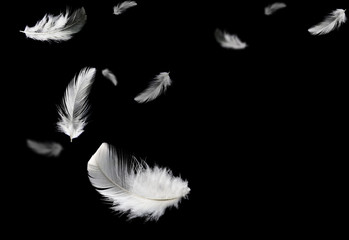 Down Feathers. Soft White Fluffly Feathers Falling in The Air. Floating Feather. Swan Feather on Black Background.	