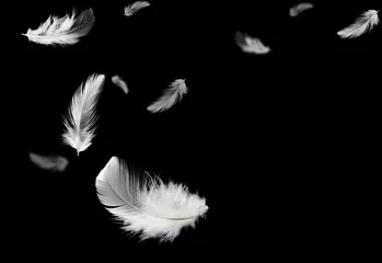 Fotobehang Down Feathers. Soft White Fluffly Feathers Falling in The Air. Floating Feather. Swan Feather on Black Background.  © Siwakorn1933
