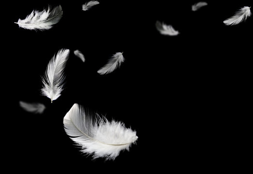 Fototapeta białe pióra lecące w ciemności. czarne tło.