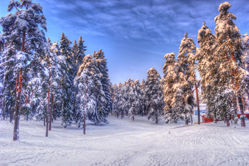 Christmas winter landscape, spruce and pine trees covered in snow on a mountain road