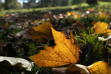  Fallen yellow Maple leaf in autumn sunlit.