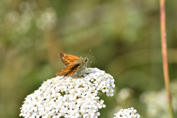 Dickkopffalter auf weißen Blüten