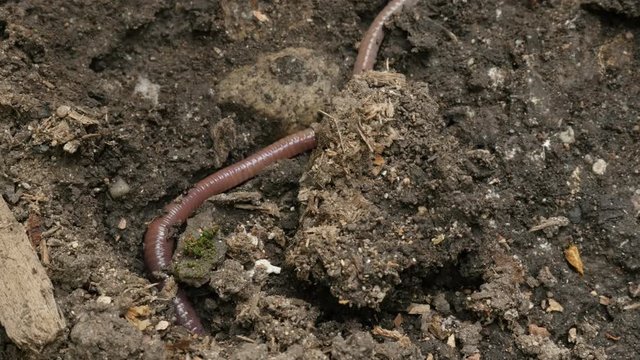 Wet soil with Night crawler Lumbricus terrestris earth worm 4K video