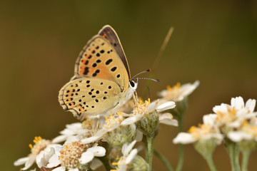 Feuerfalter Nahaufnahme