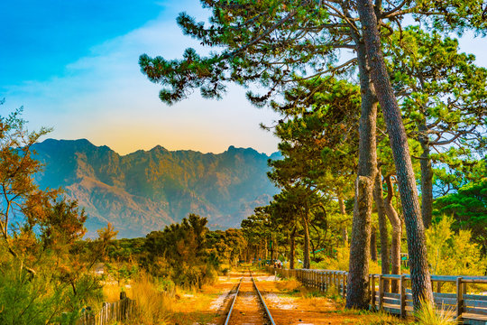 Railroad in Calvi among pines, Corsica island, France. Beautiful travel picture of famous turist destination.