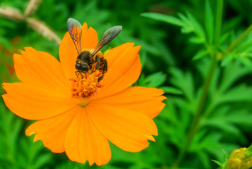 Bee is sucking nectar from yellow pollen cosmos flower,isolated