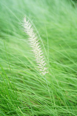 African fountain grass is blooming flower on blurry grass field background in the morning