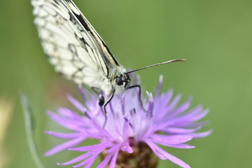 Schachbrett Nahaufnahme