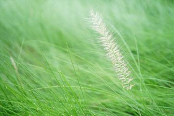 African fountain grass is blooming flower on blurry grass field background in the morning