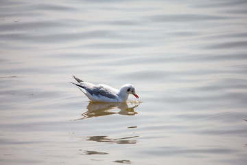 Seagull
