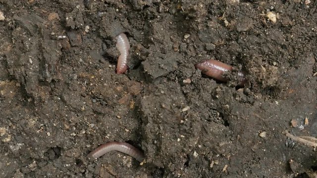 Slow moving Lumbricus terrestris dew earth worm in ground 4K footage