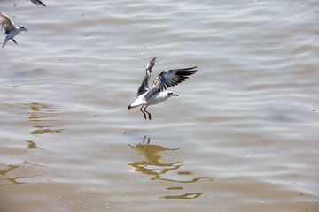 Seagull at Bangpoo, Thailand