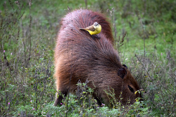 Carpincho y benteveo 