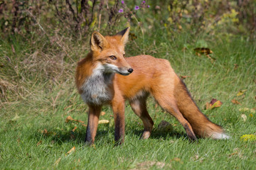 A Beautiful Red Fox
