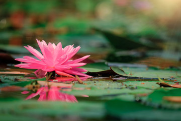 Beautiful Pink Lotus, Pink Water Lily with Reflection in a Pond.