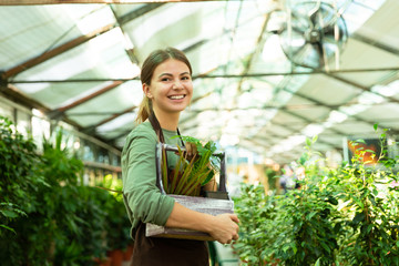 Image of pretty woman gardener 20s wearing apron standing with plants in hands, while working in greenhouse