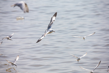 Seagull at Bangpoo, Thailand