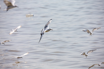 Seagull at Bangpoo, Thailand