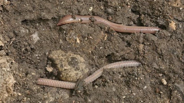 Night Crawler Lumbricus terrestris earth worm close-up 4K video