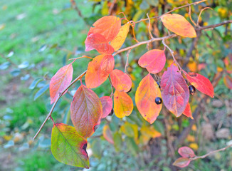 black chokeberry branches painted in different colors of autumn