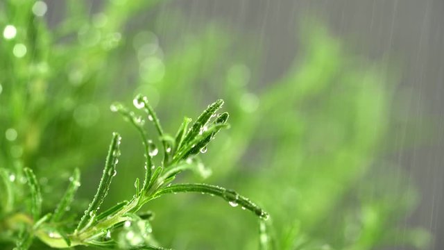 Sch&ouml;ner Rosmarin Strauch Detail Aufnahme mit Slider dunker Hintergrund und Wasser Tropfen
