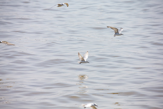 Seagull at Bangpoo, Thailand